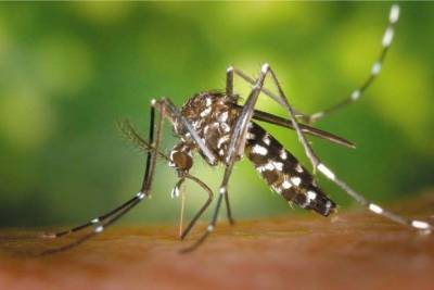 Александр Щербатов - Лихорадку денге обнаружили в Новосибирске - tayga.info - Новосибирск - Мальдивы