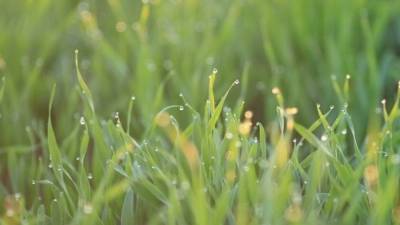 Найденное в Индии растение может спасти людей от коронавируса - nation-news.ru