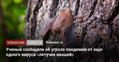 Ученые сообщили об угрозе пандемии от еще одного вируса «летучих мышей» - kubnews.ru - Малайзия