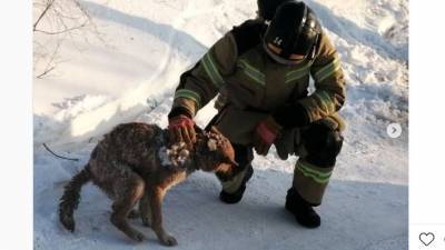 На Ямале спасатели вызволили собаку, которая провела два дня на морозе под завалами после пожара - newdaynews.ru - округ Янао - Лабытнанги