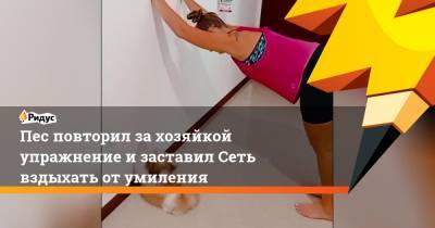 Пес повторил за хозяйкой упражнение и заставил Сеть вздыхать от умиления - ridus.ru