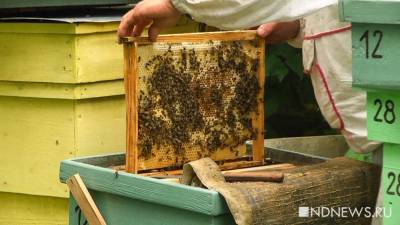 Пасечник отсудил более 100 тысяч рублей за пчел, погибших от распыления пестицидов - newdaynews.ru