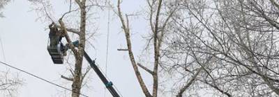 В Иркутске весной проведут формовочную обрезку деревьев - runews24.ru - Иркутск