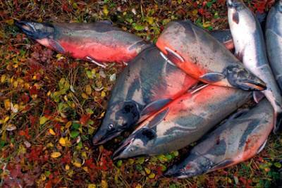 Владимир Солодов - В России решили хранить собственную рыбу в Японии - lenta.ru - Россия - Китай
