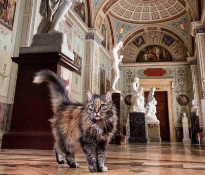 Коты, живущие в Эрмитаже, скоро получат наследство из Франции - argumenti.ru - Франция