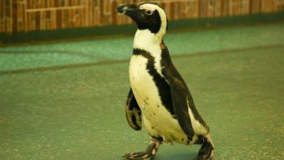 Брянский музей посетили пингвины - mir24.tv - Брянск