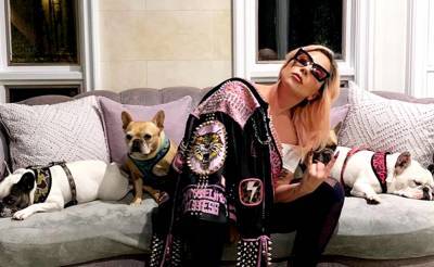Леди Гага обещает $500 тысяч за похищенных во время прогулки бульдогов - sharij.net - Лос-Анджелес
