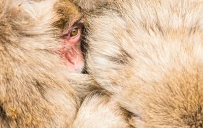 В США объявили о нехватке обезьян для испытания вакцин от COVID - korrespondent.net - Сша - Китай - New York