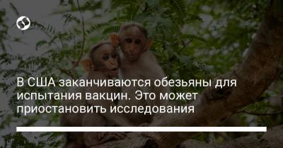 В США заканчиваются обезьяны для испытания вакцин. Это может приостановить исследования - liga.net - Украина