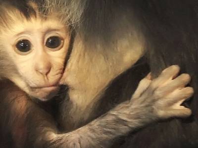 В США пожаловались на нехватку обезьян для испытаний вакцин - rosbalt.ru - Китай - New York