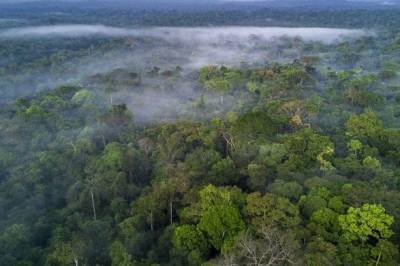 На Facebook незаконно продают участки тропических лесов Амазонии - unn.com.ua - Киев - Бразилия
