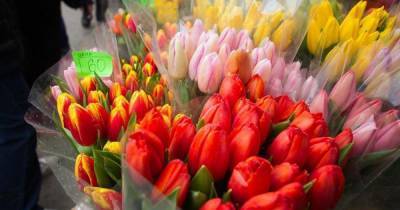 Калининградские предприниматели спрогнозировали подорожание цветов к 8 Марта - klops.ru - Калининград - Калининградская обл.