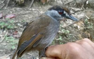 На Борнео заново открыли уникальную птицу - korrespondent.net - Индонезия