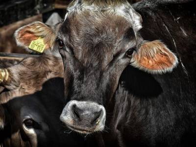 В Испании уничтожат 900 коров, которые несколько месяцев дрейфовали в море - rosbalt.ru - Испания