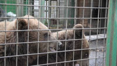 Карантин позволил выспаться медведям в приюте "Велес" - nation-news.ru