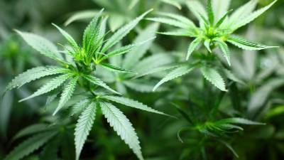 Подросток, получивший оплеуху от матери, рассказал полиции, что она выращивает дома марихуану - newdaynews.ru