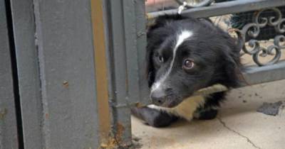 Преданный пес Билли, ждущий хозяина из больницы, растрогал Сеть - ren.tv - Италия - Павия