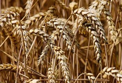 Названы зерновые продукты, повышающие риск смерти - online47.ru