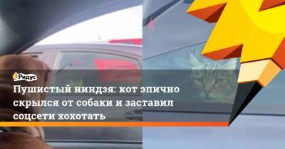 Пушистый ниндзя: кот эпично скрылся от собаки и заставил соцсети хохотать - ridus.ru
