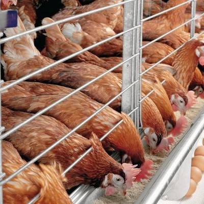 Новый данные о скандале с птицефабрикой "Черкизово" - radiomayak.ru - Китай - Липецкая обл. - Курская обл.