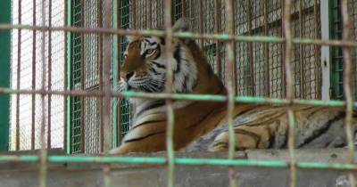 В Черниговской области тигр загрыз мужчину, который хотел его покормить (фото) - focus.ua - Черниговская обл.