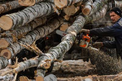 В России предложили ограничить экспорт древесины - lenta.ru - Россия