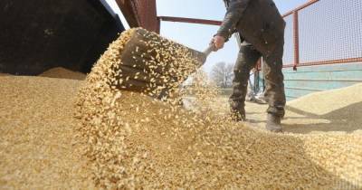 Получит прибыль больше, чем в прошлом году: Украину ждет новый экспортный рекорд зерновых - tsn.ua - Украина