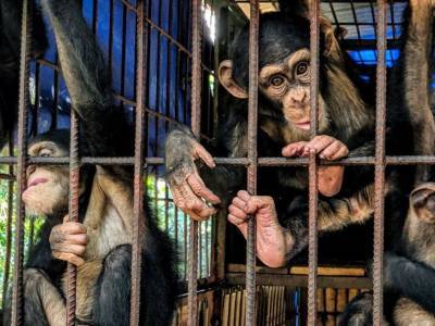 Выявлен виновник таинственной болезни шимпанзе - polit.ru - Сша - Англия - Италия - Испания - Сьерра Леоне