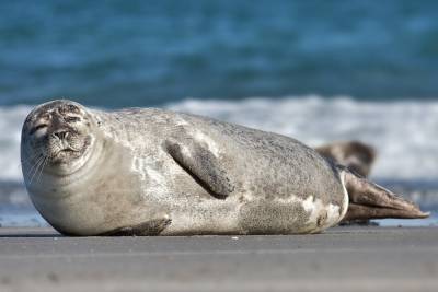 На туркменском побережье Каспийского моря обнаружены сотни мертвых тюленей и рыб - hronikatm.com