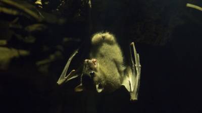 Биологи связали появление COVID-19 с ростом видового разнообразия летучих мышей - mir24.tv - Сша - Англия - Китай