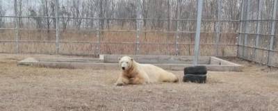 В Новосибирском зоопарке рассказали о судьбе белого медведя Ростика - runews24.ru - Новосибирск - Китай - Циндао