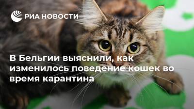 В Бельгии выяснили, как изменилось поведение кошек во время карантина - ria.ru - Москва - Бельгия