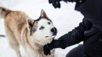 На Аляске из-за пандемии изменили формат гонок на собачьих упряжках - mir24.tv - Сша - Анкоридж - штат Аляска