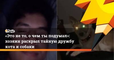 «Это нето, очем тыподумал»: хозяин раскрыл тайную дружбу кота исобаки - ridus.ru