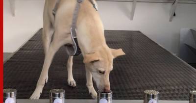 В Италии обучают собак распознавать заразившихся COVID-19 по запаху - profile.ru - Италия