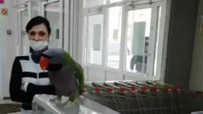 Попугай стал любимым покупателем в супермаркетах Уссурийска, ФАН публикует видео - riafan.ru - Приморье край - Владивосток - Уссурийск