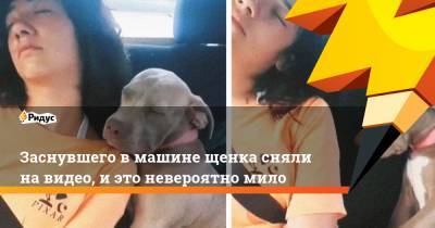 Заснувшего в машине щенка сняли на видео, и это невероятно мило - ridus.ru