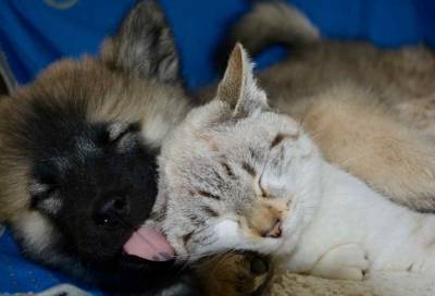 Домашних кошек и собак будут тестировать на COVID-19 власти - live24.ru - Южная Корея - Сеул - Чинджа