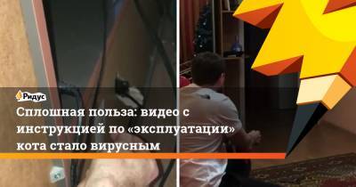 Сплошная польза: видео с инструкцией по «эксплуатации» кота стало вирусным - ridus.ru