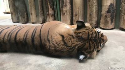 В Индонезии две тигрицы сбежали из зоопарка и убили смотрителя - newdaynews.ru - Индонезия