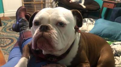 Хозяйка нашла пса в крови, но присмотрелась и уже не смогла сдержать смех (Фото) - belta.by