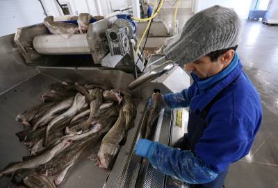 На Дальнем Востоке решают, как не зависеть от экспорта рыбы в Китай - tvc.ru - Китай