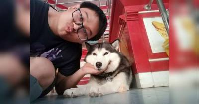 «Сторожевая собака» провалила проверку во время инсценировки налета на хозяйский магазин — видео повеселило сеть - fakty.ua - Украина - Таиланд