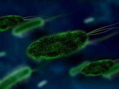 Опаснее коронавируса: ученые рассказали о супербактериях, которые погубят человечество - rosbalt.ru - Англия