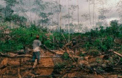 Уничтожение с размахом: в мире осталась нетронутой всего одна треть тропических лесов - argumenti.ru - Норвегия - Бразилия