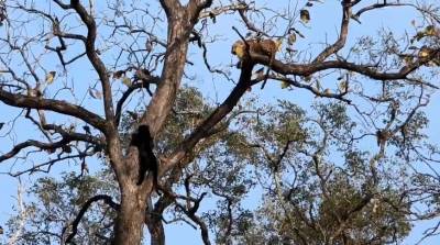Леопард и пантера не поделили дерево в Индии (Видео) - belta.by