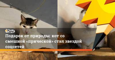 Подарок от природы: кот со смешной «прической» стал звездой соцсетей - ridus.ru