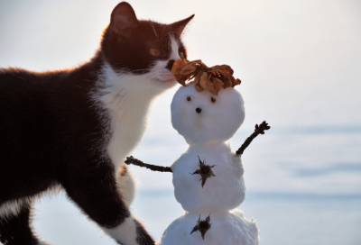 До +5 тепла и мокрый снег с дождем: погода в Ленобласти на 13 марта - online47.ru - Ленобласть обл.