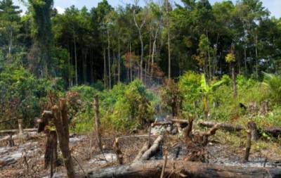 На планете стремительно уменьшается площадь тропических лесов - inform-ua.info - Франция - Норвегия