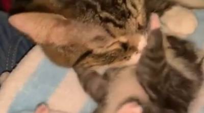 Трогательная встреча кошки и котенка после разлуки умилила миллионы (Видео) - belta.by - Минск
